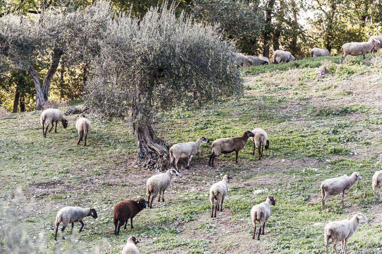 Tenuta San Felice Giano dellʼUmbria Zewnętrze zdjęcie